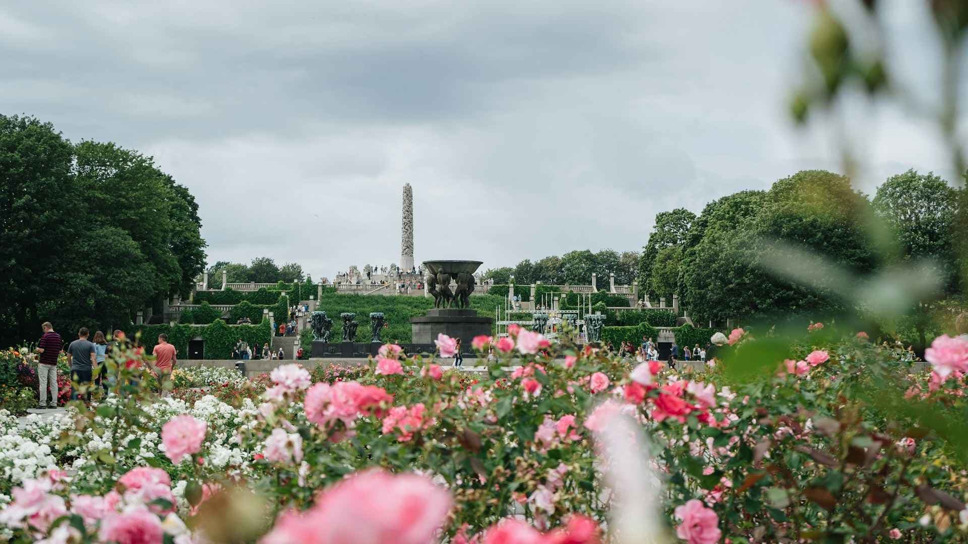 Blomstrende roser i Frognerparken. Foto.